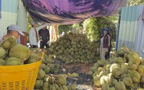 Giá sầu riêng giảm sâu nhưng xuất khẩu vẫn tăng mạnh