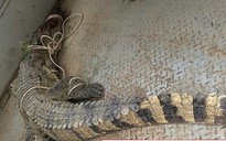 Bắt được cá sấu 80 kg nghi tấn công người trên sông Chò ở Khánh Hòa