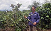 Ngăn chặn nạn bẻ cành, hái trộm cà phê
