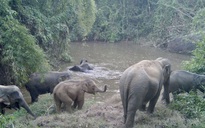 Nghiên cứu mở tour du lịch xem voi hoang dã ở Đồng Nai