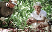 Giá cà phê hôm nay 17-10: Robusta tăng tiếp