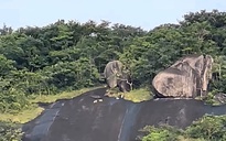 Bất ngờ về 4 con vật trắng như tuyết trên núi Ma Thiên Lãnh