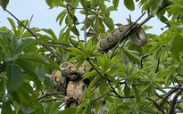 Bất ngờ con trăn dài 2 m quấn trên cây gần Bến tàu du lịch Nha Trang