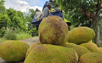 Giá nông thủy sản miền Tây: Mít kem lớn giá cao hơn 7 lần mít chợ