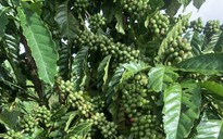 Giá cà phê hôm nay 19-10: Vào vụ vẫn tăng, nhờ đâu?