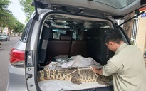 Cá sấu nặng hơn 50 kg “đi lạc” vào phố ở Gia Lai