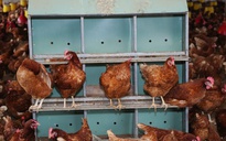 Giá trứng gà bất ngờ tăng vọt, tiến sát mốc 4.000 đồng/trứng
