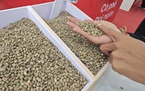 Giá cà phê hôm nay 25-10: Hồi phục và điểm lạ của thị trường số 1