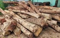 Vừa xảy ra vụ phá rừng phòng hộ ở Đắk Lắk