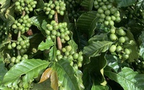 Giá cà phê hôm nay 26-10: Hé lộ của VICOFA về sản lượng vụ mới