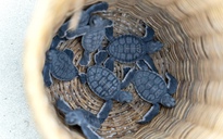 Thả hơn 120.000 rùa con về biển tại đặc khu Côn Đảo