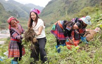 Khoai sâm đất vốn giá rẻ bèo trở thành đặc sản nhờ livestream