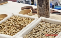 Giá cà phê hôm nay 29-10: Robusta phục hồi nhẹ, Arabica tiếp tục giảm