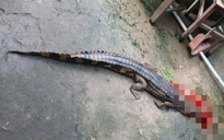 Vụ cá sấu sổng chuồng cắn thầy giáo ở Tây Ninh: Lời khai bất ngờ từ người nuôi