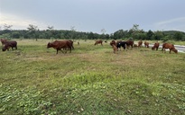 Cận cảnh dự án khu dân cư bị kết luận sai phạm ở Đồng Nai