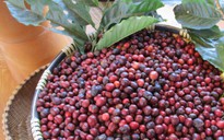 Giá cà phê hôm nay 6-10: Tuần mới có tăng?