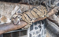 Thú họ mèo nhỏ hội tụ giữa lòng Thảo Cầm Viên Sài Gòn