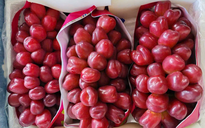 Loại nho mới của Trung Quốc đổ bộ chợ Việt, giá đắt gấp 10 hàng "quý tộc"