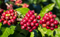 Giá cà phê hôm nay 9-10: Tăng rất mạnh, Robusta Việt có bị soán ngôi vua?