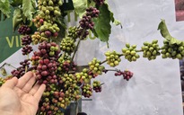 Giá cà phê hôm nay 1-11: Cực đoan hơn thời tiết