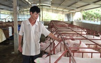 Giá heo hơi hôm nay, 10-11: Bất ngờ với giá heo hơi miền Nam