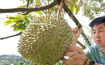 Sầu riêng sẽ trở thành "quốc quả" của Malaysia?