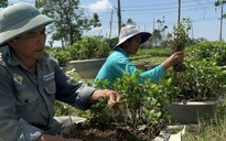 Người trồng hoa Tết ở Huế trắng tay sau lũ lụt