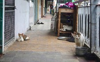 Chuyện dài về hàng xóm trong chung cư