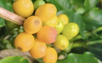 Giá cà phê hôm nay 12-11: Arabica lại tăng nóng, Robusta có diễn biến bất ngờ