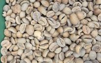 Giá cà phê hôm nay 13 -11: Đua nhau bán tháo, giá cà phê giảm cực mạnh