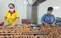 Nội tình của ngành trứng