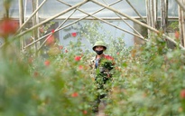 Gần 20-11, nhiều chủ vườn hoa... lo lắng