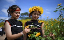 Gia Lai dừng lễ hội hoa dã quỳ, dồn sức khắc phục hậu quả bão số 13