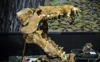 "Heo địa ngục” nặng 1 tấn ở Mỹ đã nhai cả tê giác