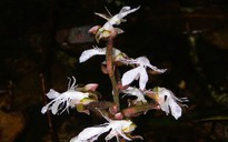 Phát hiện loài lan quý hiếm trong sách đỏ tại một khu rừng ở Thanh Hóa