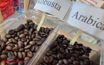 Giá cà phê hôm nay 19-11: Tiếp tục tăng cao