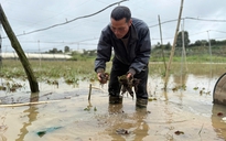 Ngập kéo dài, nông dân trồng rau ở Lâm Đồng chịu tổn thất nặng nề