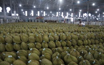 Mua hồ sơ xuất khẩu sầu riêng với giá... hàng trăm triệu đồng!