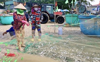 Hình ảnh ngư dân TP HCM trúng mùa cá mai "lộc trời"