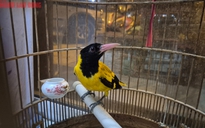 TPHCM xử lý 5 tiểu thương lấn chiếm lòng lề đường bán 1.000 con chim hoang dã
