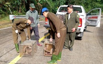 Những "vị khách đặc biệt" xuất hiện ở rừng Phong Nha - Kẻ Bàng