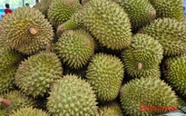 Giá sầu riêng tăng vọt nhưng nông dân vẫn kém vui
