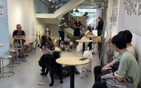Quán cà phê thú cưng lúng túng khai báo việc nuôi chó, mèo