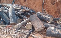 Gia Lai: Khẩn trương điều tra vụ xâm hại gần 95 ha rừng tại xã Kim Sơn