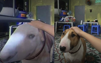 Chú chó nổi như cồn vì giống "Mr.Gold" trong "Brother Hai's Pho Restaurant"