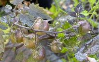 Ở "phòng thí nghiệm sống" của Darwin, một thứ đang tiến hóa ngược