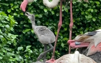 Sau 20 năm, hồng hạc lần đầu làm mẹ giữa lòng Thảo Cầm Viên