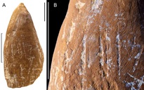 Phát hiện sốc ở Crimea về loài người đã tuyệt chủng Neanderthal