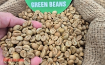 Giá cà phê hôm nay 9-11: Ai là vua xuất khẩu cà phê?