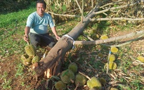 Xót xa những vườn sầu riêng, cao su gãy đổ hàng loạt